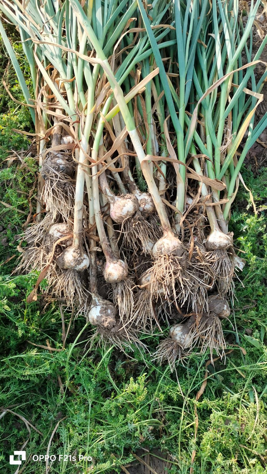 Kreevann Garlic view 4